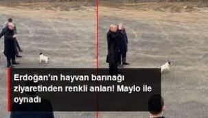 Cumhurbaşkanı Erdoğan'ın hayvan barınağı ziyaretinden renkli anlar! Maylo ile oynadı