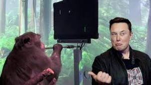 Elon Musk'ın Neuralink projesindeki maymunlar ölmeye başladı