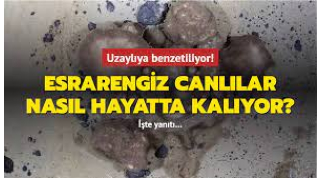 'Uzaylıya benzeyen' canlılar nasıl hayatta kalıyor?