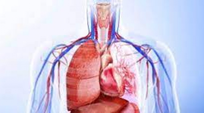 Araştırma: Her organ kendi yaşlanma hızına sahip