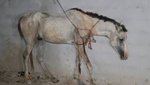 At Hırsızları Eşek ve At Eti Keserken Yakalandı
