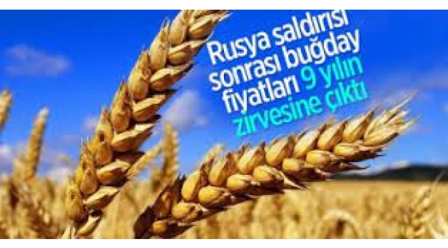 Buğday 14 yılın zirvesinde! Gıda fiyatları tavan yapacak