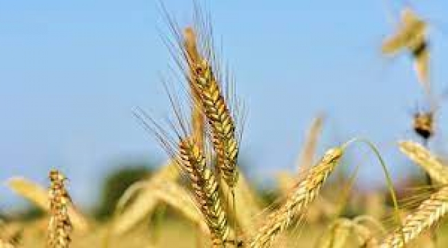 Savaş tarıma sıçradı: Şimdilik 15 milyon ton tahıl devre dışı
