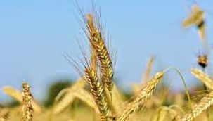 Savaş tarıma sıçradı: Şimdilik 15 milyon ton tahıl devre dışı