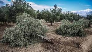 Danıştay'dan, zeytin yönetmeliği için yürütmeyi durdurma kararı