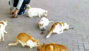 Büyükada'da Atlardan Sonra Sıra Kedilerde mi?