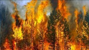 Ormanlarımız yanarken…