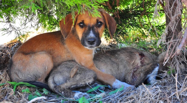 Çuvalda ölüme terk edilmiş köpekleri öğrenciler kurtardı