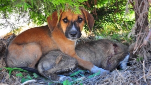 Çuvalda ölüme terk edilmiş köpekleri öğrenciler kurtardı