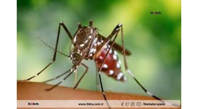 Sivrisineklerin insan seçtiği ortaya çıktı