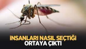 Sivrisineklerin insan seçtiği ortaya çıktı