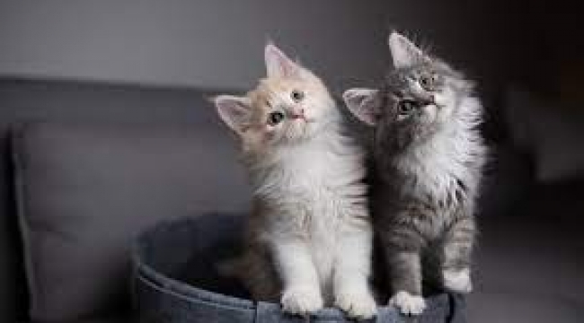 Kedi dili çözüldü… O konuşmaları anlıyorlar