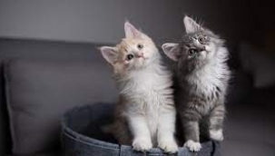 Kedi dili çözüldü… O konuşmaları anlıyorlar