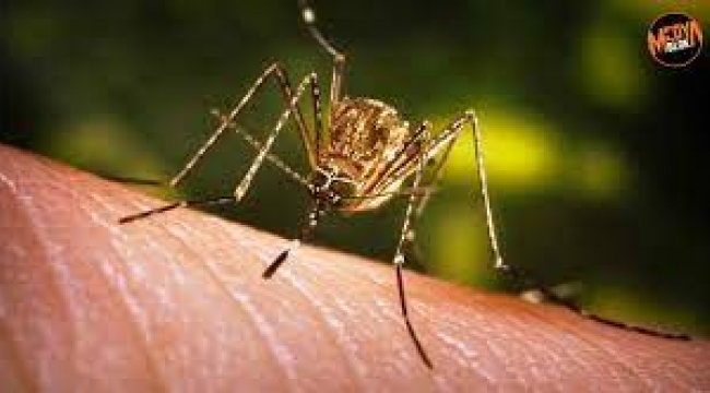 Sivrisinekler Şırınga Olarak Kullanıldı!