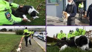 Sahibini kaybeden akıllı köpek polise başvurdu