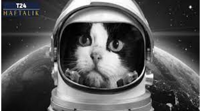 Uzayın keşfinde miyav sesleri