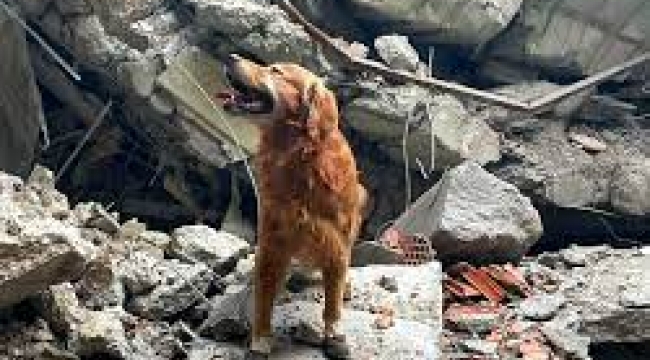 Killian isimli köpek 17 kişinin hayatını kurtardı