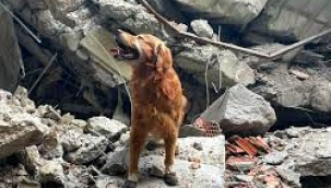 Killian isimli köpek 17 kişinin hayatını kurtardı