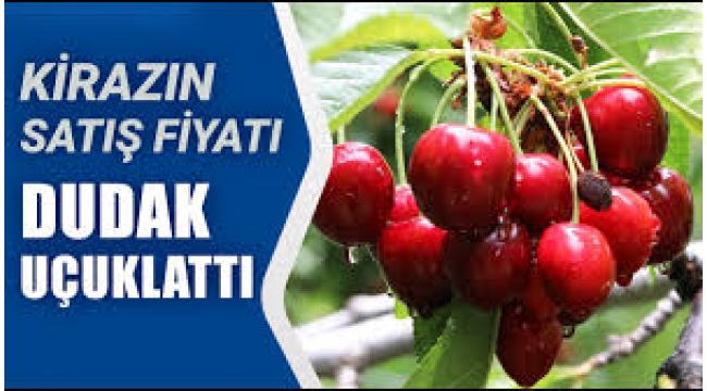 Sezonun İlk Kirazı 800 TL'den Satıldı!