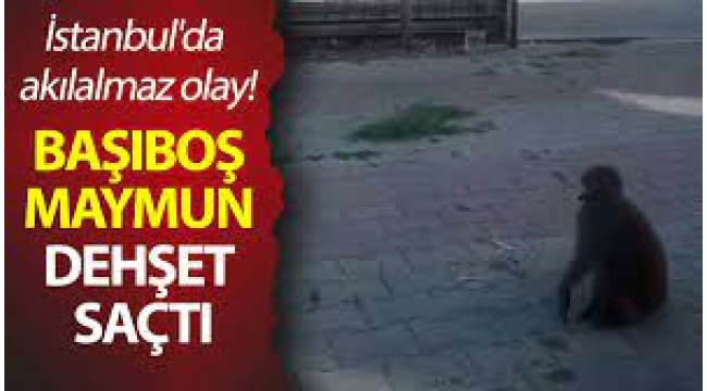 Büyükçekmece'de Maymun Dehşeti!