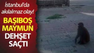 Büyükçekmece'de Maymun Dehşeti!