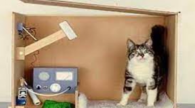 Tüm zamanların en ünlü kedisi: Schrödinger's cat