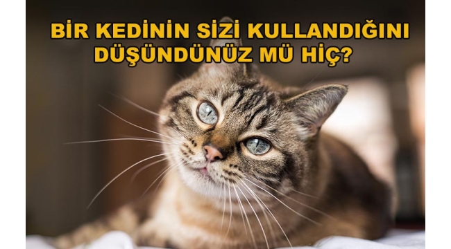 Kedilerin Esrarengiz Yaşamı!..