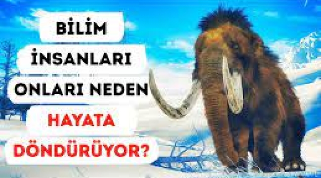 Bilim insanları mamutları diriltmeye bir adım daha yaklaştı!