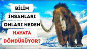 Bilim insanları mamutları diriltmeye bir adım daha yaklaştı!