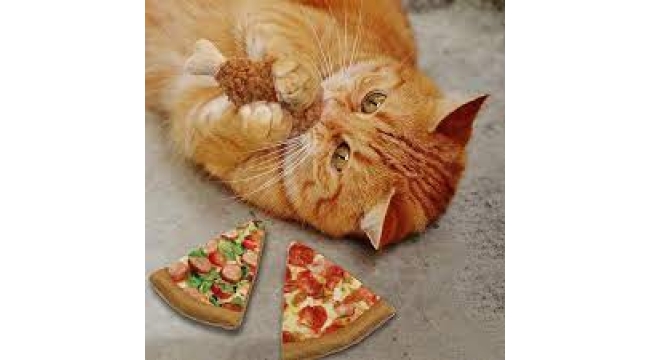 Eğer Birden Fazla Kediniz Varsa Bu 15 Ürün Hayatınızı Kolaylaştıracak!