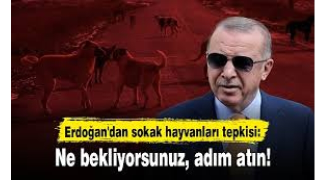 Erdoğan'dan sokak hayvanları ile ilgili açıklama