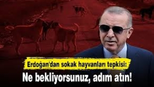 Erdoğan'dan sokak hayvanları ile ilgili açıklama