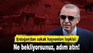 Erdoğan'dan sokak hayvanları ile ilgili açıklama