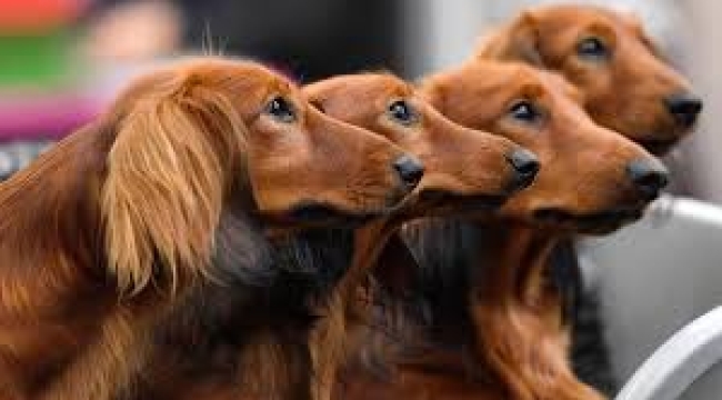 Kentlerin Köpekleri