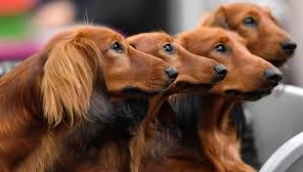 Kentlerin Köpekleri