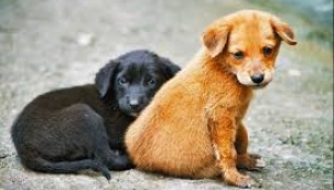 Sokak köpekleri seçmen değildir, öldürün gitsin!