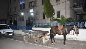 Aydın'da at arabasını alkollü kullanan sürücüye ceza