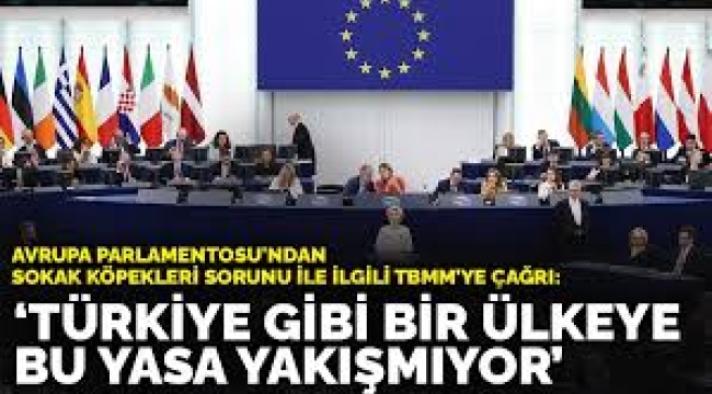 Avrupa Parlamentosu'ndan sokak köpekleri sorunu ile ilgili TBMM'ye çağrı: "