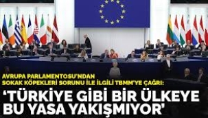 Avrupa Parlamentosu'ndan sokak köpekleri sorunu ile ilgili TBMM'ye çağrı: "