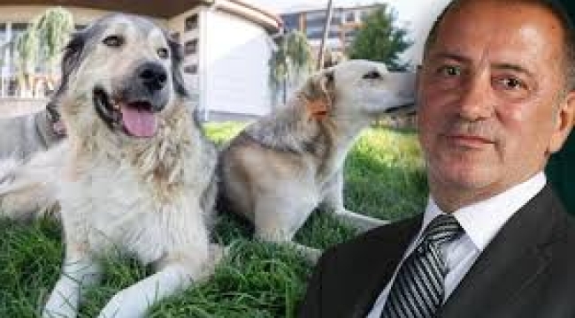 Fatih Altaylı'dan ilginç iddia: 'AK Parti'nin hedefi köpekler falan değil'