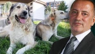 Fatih Altaylı'dan ilginç iddia: 'AK Parti'nin hedefi köpekler falan değil'
