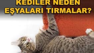 Kediler Eşyaları Neden Tırmalar? 