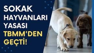 Sokak hayvanları yasası TBMM'den geçti