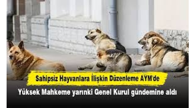 Sahipsiz hayvanlara ilişkin düzenleme AYM'de!