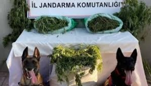 53 ilde uyuşturucu operasyonu: 