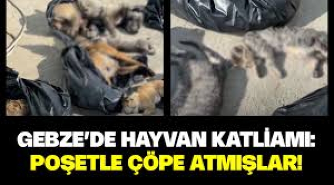 Gebze Belediye Başkanı'ndan "hayvan katliamı" açıklaması