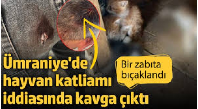 Ümraniye'de hayvan katliamı iddiası 