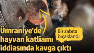 Ümraniye'de hayvan katliamı iddiası 