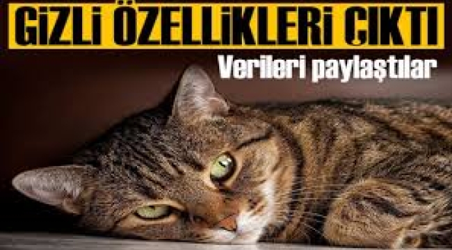 Verileri paylaştılar! Kediler kelimeleri görselleştiriyor 