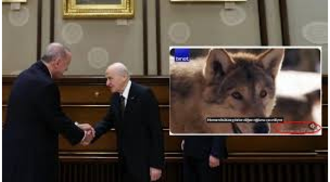 Erdoğan Bahçeli görüşmesinde yaralı kurt belgeseli konuşuldu